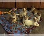 Small Photo #2 Collie Puppy For Sale in CHISAGO CITY, MN, USA