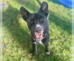 Mutt Dogs for adoption in Louisville, KY, USA