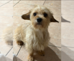 Small #2 Mutt