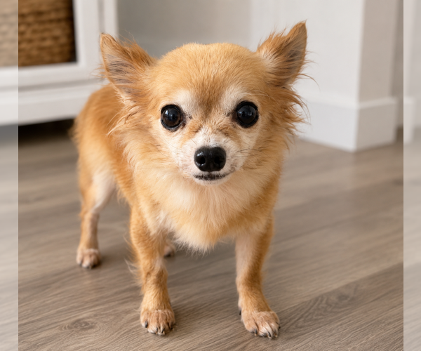 Medium Photo #5 Chihuahua-Unknown Mix Puppy For Sale in Mooresville, NC, USA