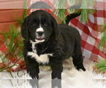 Small Photo #9 Bernedoodle Puppy For Sale in ELDORADO, OH, USA