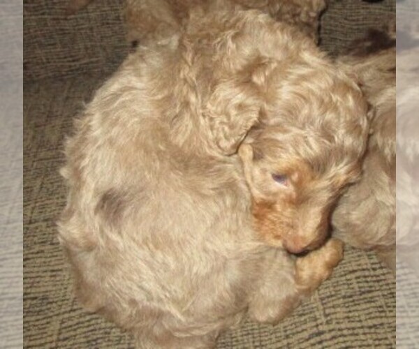 Medium Photo #5 Aussie-Poo Puppy For Sale in LINCOLN, AL, USA