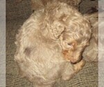 Small Photo #5 Aussie-Poo Puppy For Sale in LINCOLN, AL, USA