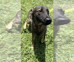 Small Photo #4 German Shepherd Dog-Unknown Mix Puppy For Sale in Imlay City, MI, USA