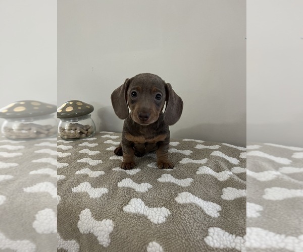 Full screen Photo #3 Dachshund Puppy For Sale in BEECH GROVE, IN, USA