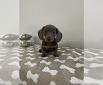 Small Photo #3 Dachshund Puppy For Sale in BEECH GROVE, IN, USA