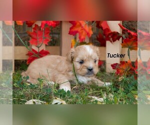 ShihPoo Puppy for Sale in CLARE, Michigan USA