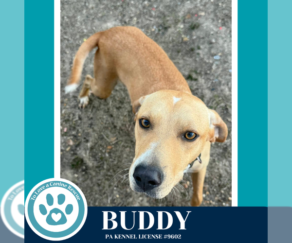 Medium Photo #2 Labrador Retriever-Unknown Mix Puppy For Sale in Kimberton, PA, USA