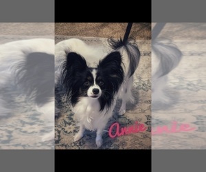 Mother of the Papillon puppies born on 09/23/2020