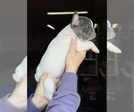 Small Photo #6 French Bulldog Puppy For Sale in HILTON, NY, USA