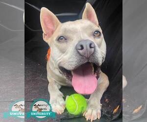 Victor - Male Bulldog-Unknown Mix Dog for Adoption - Photo #6