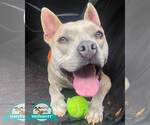 Small Photo #6 Bulldog-Unknown Mix Puppy For Sale in Kennesaw, GA, USA