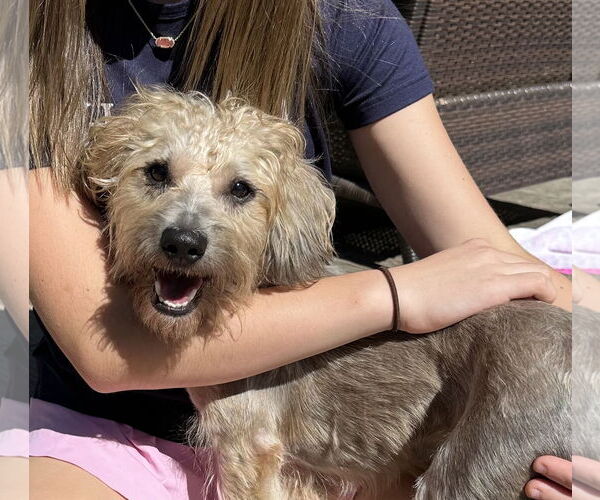 Medium Photo #5 Mutt Puppy For Sale in Cranston, RI, USA