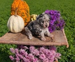 Small #9 Poodle (Toy)