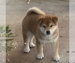 Puppy 2 Shiba Inu