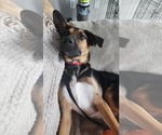 Small #2 Mutt