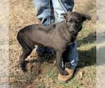 Small #1 Labrador Retriever Mix