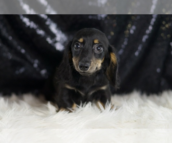 Medium Photo #3 Dachshund Puppy For Sale in WARSAW, IN, USA