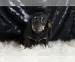 Small #2 Dachshund
