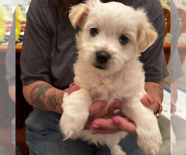 Medium Photo #1 Mutt Puppy For Sale in Spring Lake, NC, USA