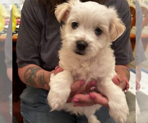 Mutt Dogs for adoption in Spring Lake, NC, USA