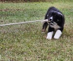 Small Photo #6 Australian Shepherd Puppy For Sale in MARIANNA, FL, USA