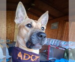 Moshe - Male Mutt Dog for Adoption - Small photo