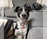 Small Border Collie Mix