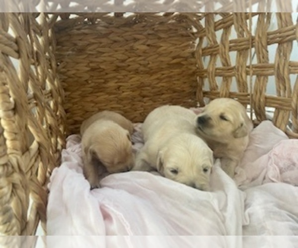 Medium Photo #26 Golden Retriever Puppy For Sale in MERCED, CA, USA