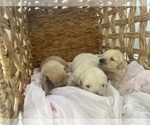 Small #25 Golden Retriever