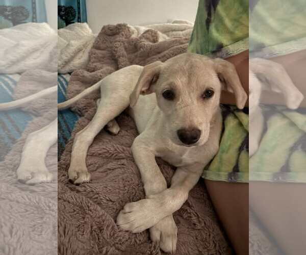 Medium Photo #1 Labrador Retriever-Unknown Mix Puppy For Sale in pomfret, CT, USA