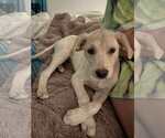 Small Labrador Retriever Mix