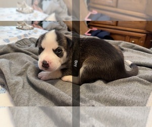 American Staffordshire Terrier-Siberian Husky Mix Puppy for sale in PROVIDENCE, RI, USA