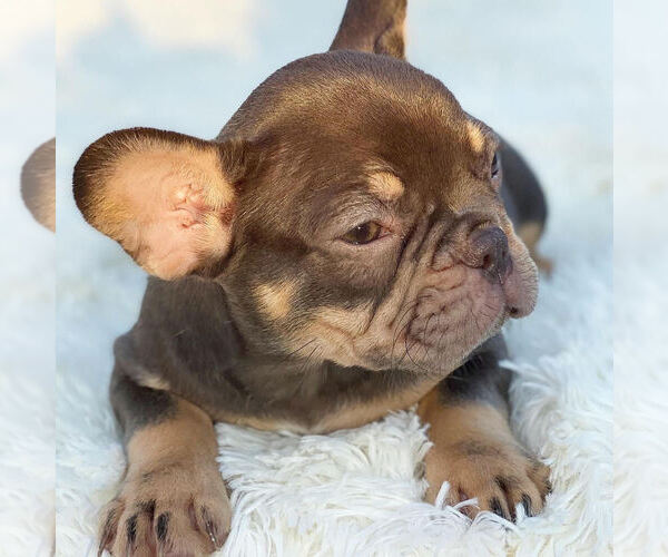 Medium Photo #8 French Bulldog Puppy For Sale in HILLSBORO BCH, FL, USA