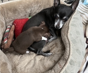 Mother of the Chihuahua puppies born on 10/01/2022