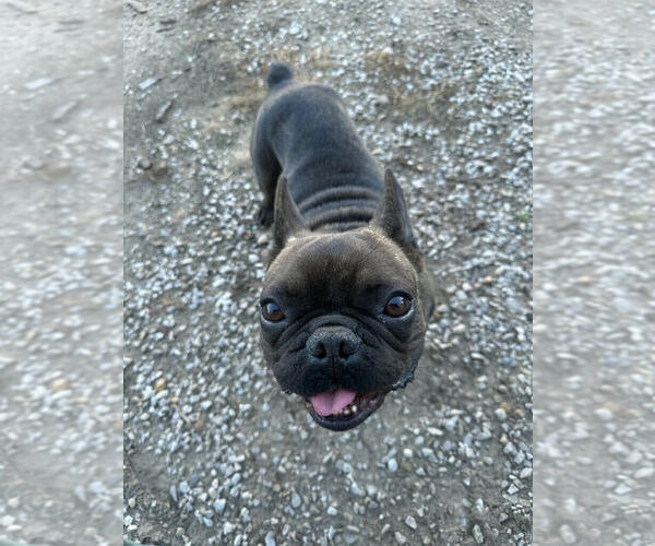 Medium Photo #1 French Bulldog Puppy For Sale in Linton, IN, USA