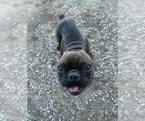 French Bulldog Dogs for adoption in Linton, IN, USA