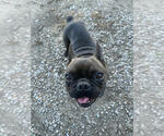 Small French Bulldog