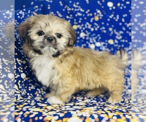 Shih Tzu Puppy for sale in CINCINNATI, OH, USA