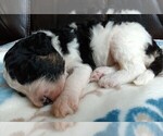 Small #3 Bernedoodle