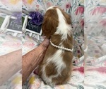 Small #3 Cavalier King Charles Spaniel