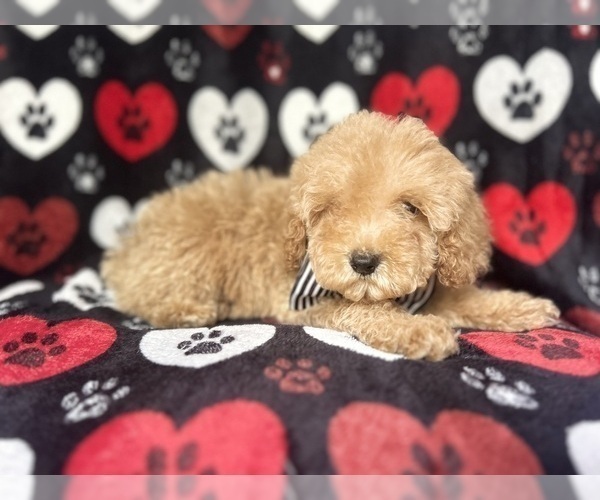 Medium Photo #7 Cock-A-Poo Puppy For Sale in LAKELAND, FL, USA