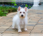 Small Photo #5 Poodle (Toy)-West Highland White Terrier Mix Puppy For Sale in SYRACUSE, IN, USA