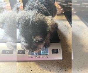 Schnauzer (Miniature) Puppy for sale in CLOUD LAKE, FL, USA