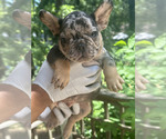 Small #3 French Bulldog