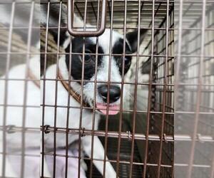 Chihuahua-Unknown Mix Dogs for adoption in San Antonio, TX, USA