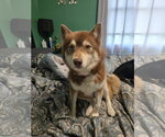 Small #2 Pomsky