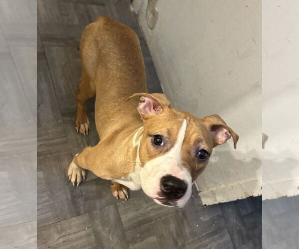 Medium Photo #3 American Pit Bull Terrier-Bulldog Mix Puppy For Sale in Staten Island, NY, USA