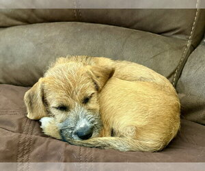 Mutt Dogs for adoption in Genesee, WI, USA