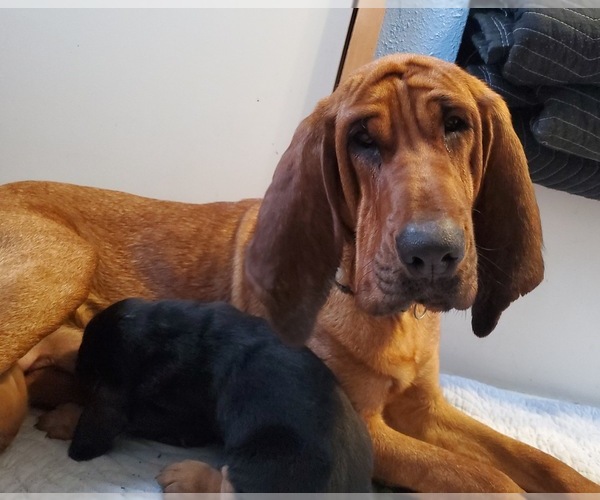 Medium Photo #10 Bloodhound Puppy For Sale in CUMBY, TX, USA